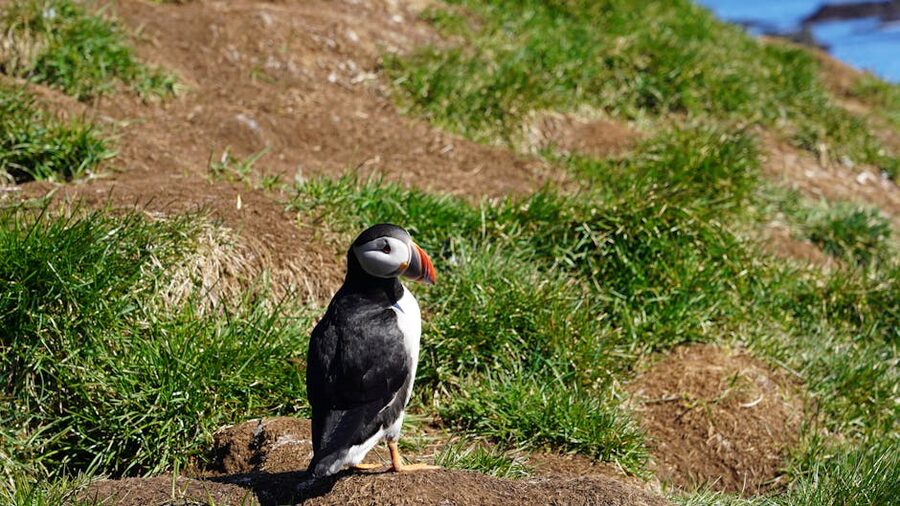 Atlantic puffin standing on grassy terrain Iceland