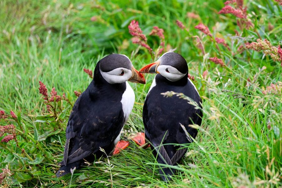 Two Atlantic puffins on grassy Icelandic coast