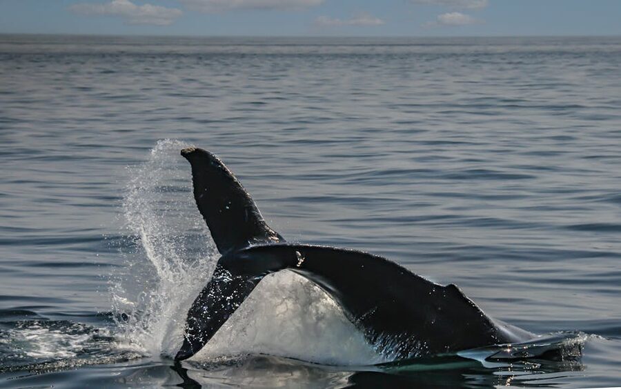 Ponta Delgada harbour marina