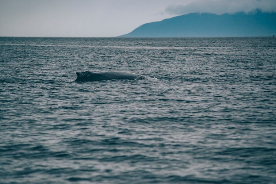 Marine life protection