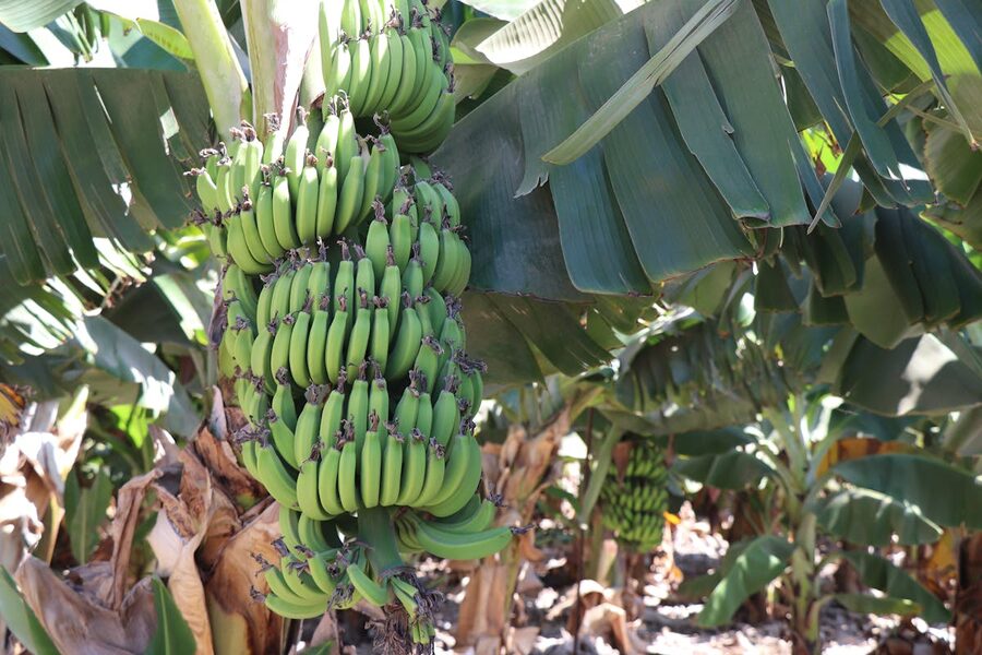 Close-up of a green banana cluster ripening on the plant
