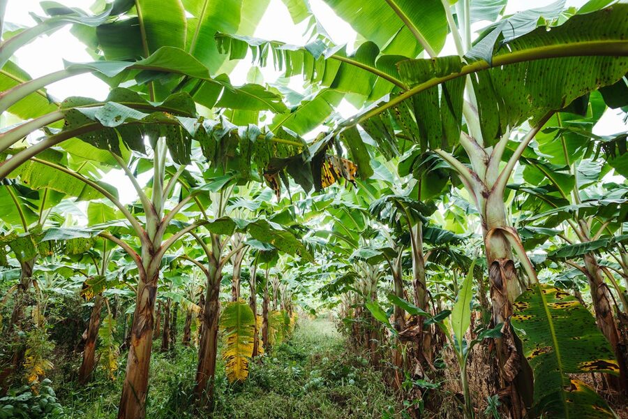 Lush green banana plants with large leaves in a tropical plantation