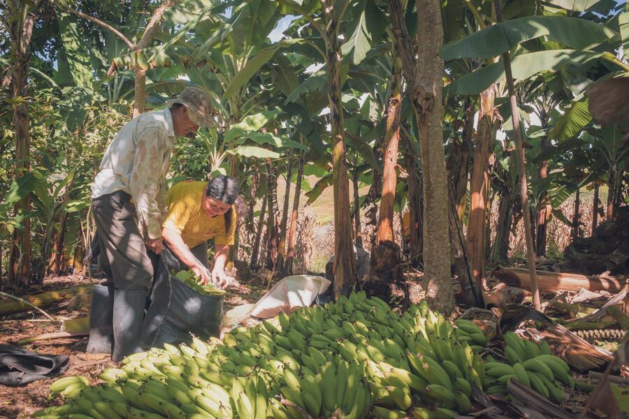 Two farmers carrying freshly cut banana bunches through plantation rows