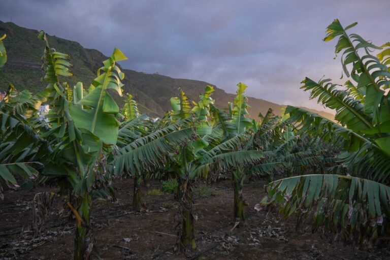 Rows of banana plants growing under dramatic skies in a Tenerife plantation