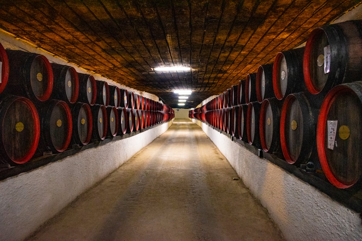 Long corridor lined with wooden wine barrels in a winery cellar