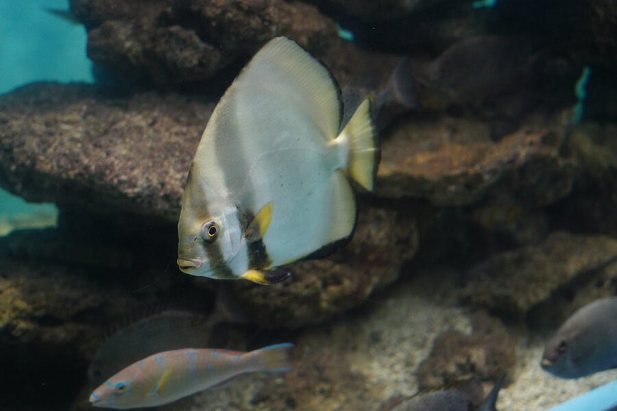 A batfish gliding through an aquarium with natural rock formations