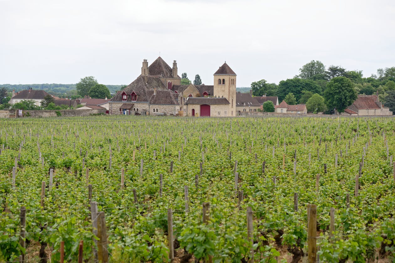 Historic Clos de Vougeot castle surrounded by vineyard rows in Burgundy France