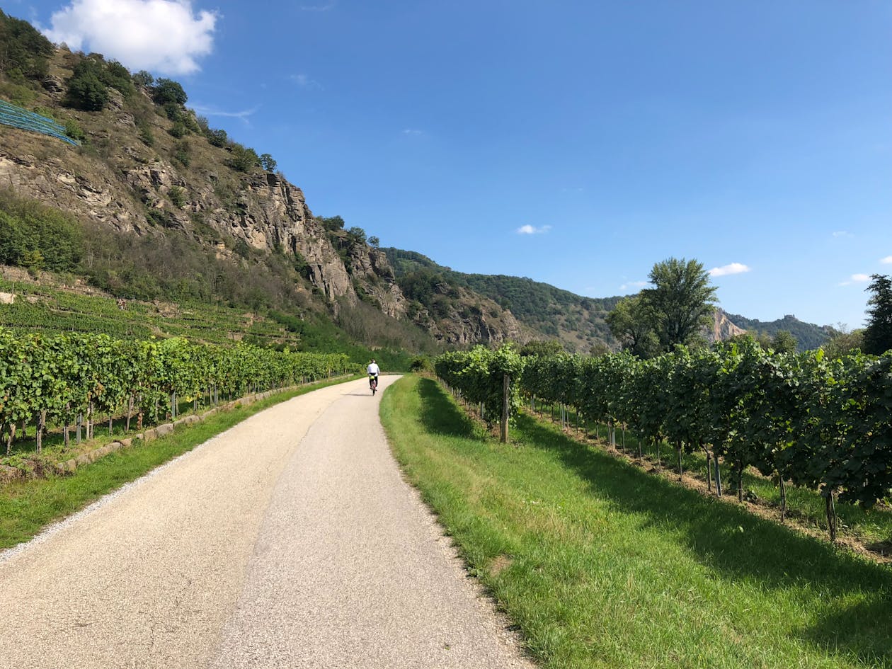 A lone cyclist riding through a vineyard landscape with green hills and blue sky in summer