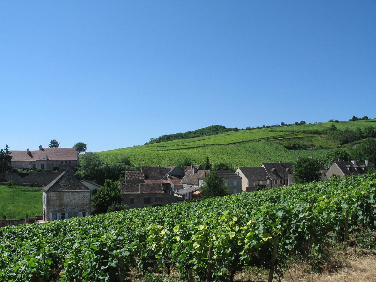 A hillside vineyard in Burgundy with bright green vines under a clear blue sky