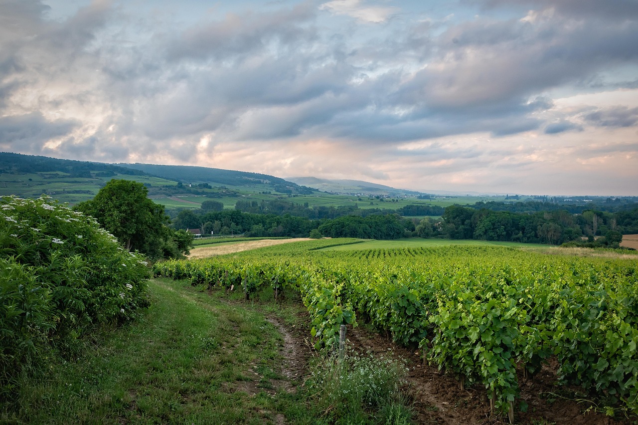 Rows of grapevines stretching across rolling hills in a Burgundy vineyard at golden hour