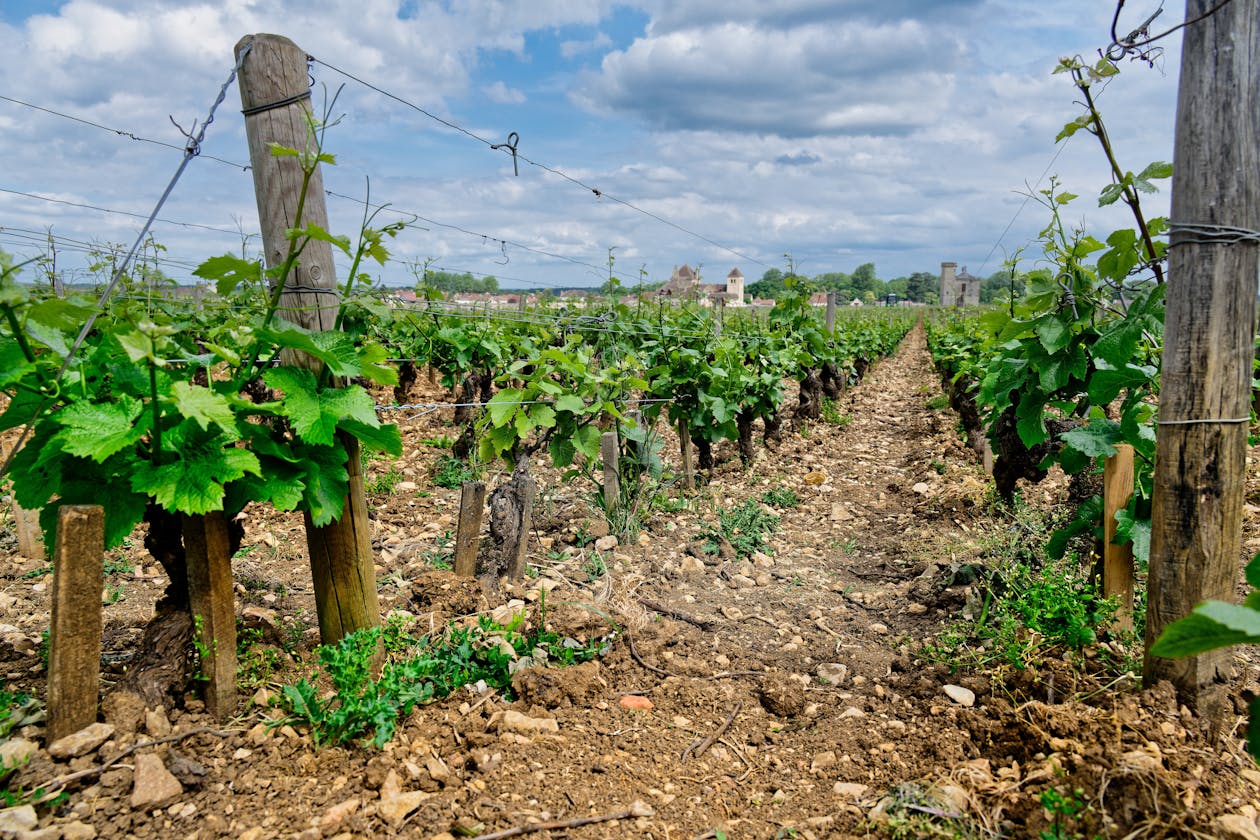 Vineyard rows stretching across the landscape in Vougeot Burgundy with overcast sky
