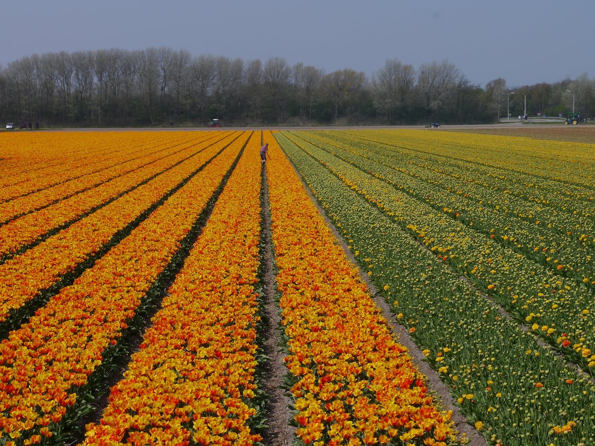 Expansive colorful tulip fields in Zuid-Holland showcasing Dutch agricultural beauty