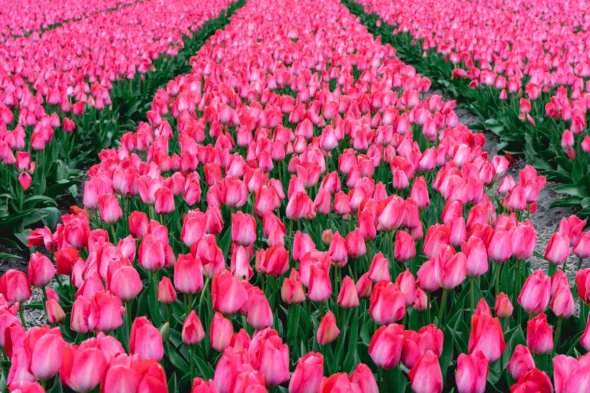 Stunning field of pink tulips in full bloom during spring in Lisse Netherlands