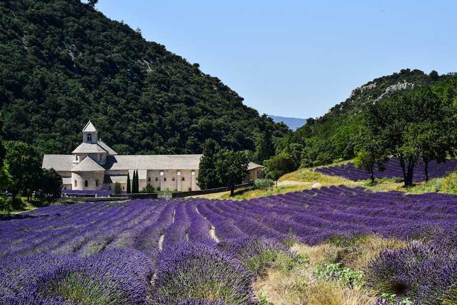 Purple lavender fields surrounding the historic Senanque Abbey in Provence France