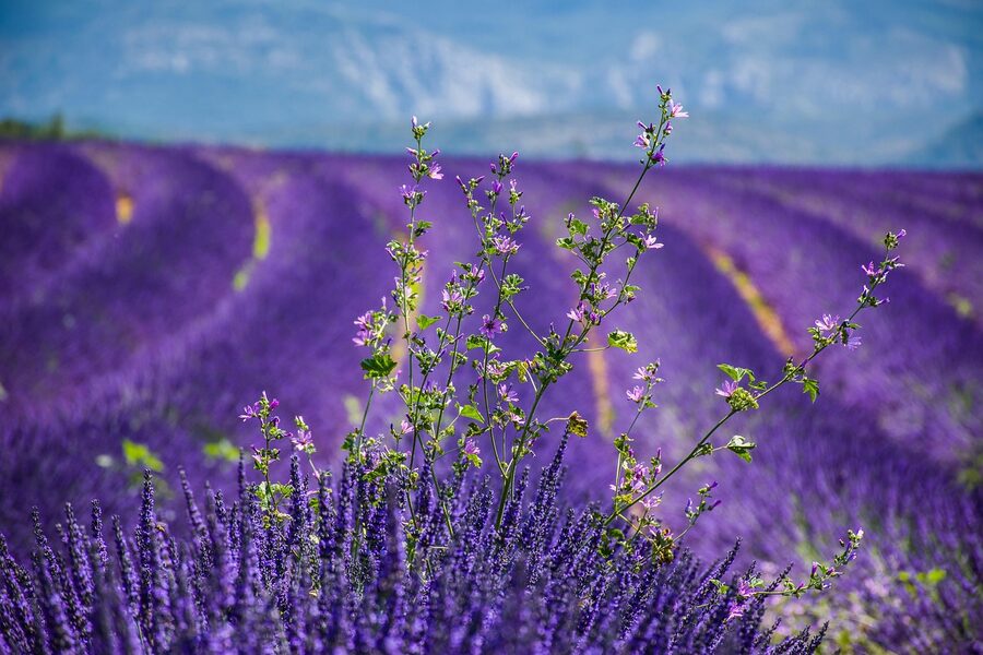 Purple lavender field in full bloom in Provence near Moustiers-Sainte-Marie
