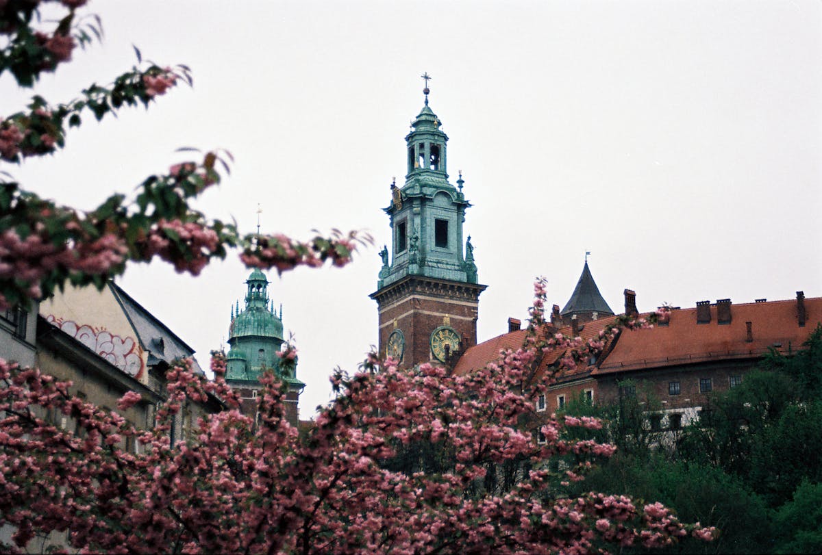 Wawel Castle surrounded by cherry blossoms in spring Krakow Poland