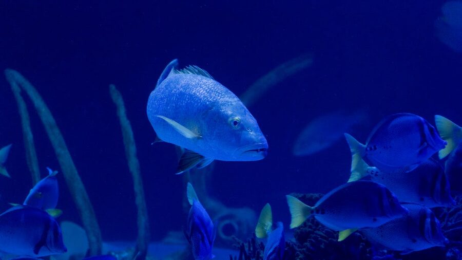 Fish swimming in the blue ambient light of an aquarium exhibit