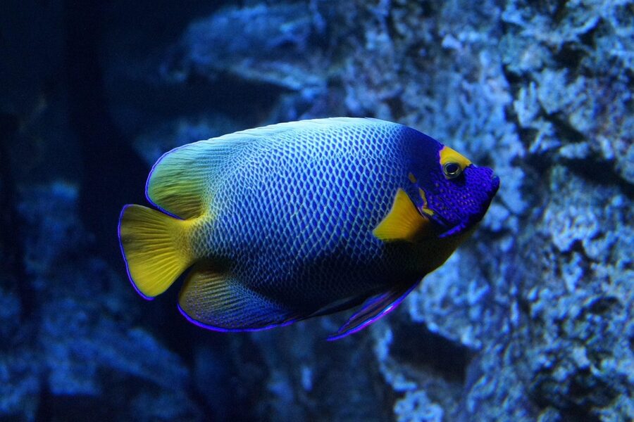 Blue and yellow fish swimming in an aquarium