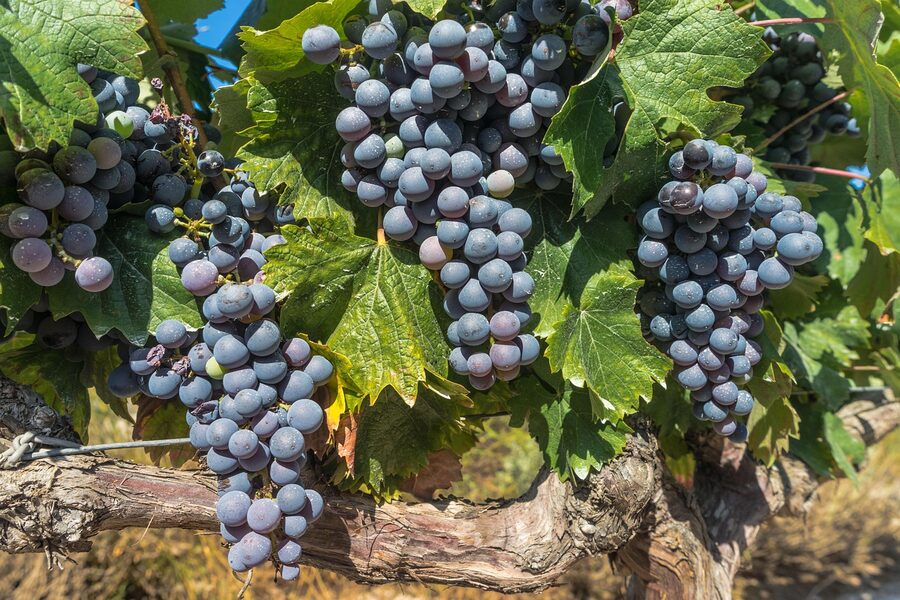 Ripe grapes on the vine in a Bordeaux region vineyard