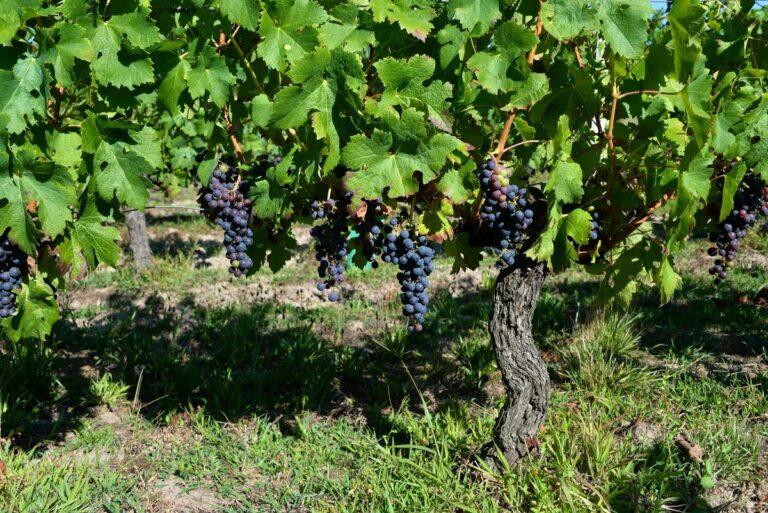 Rows of wine grapes ripening on vines in a Bordeaux vineyard