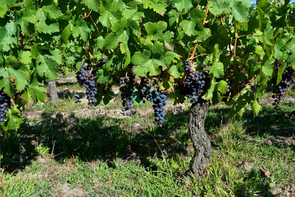 Rows of wine grapes ripening on vines in a Bordeaux vineyard