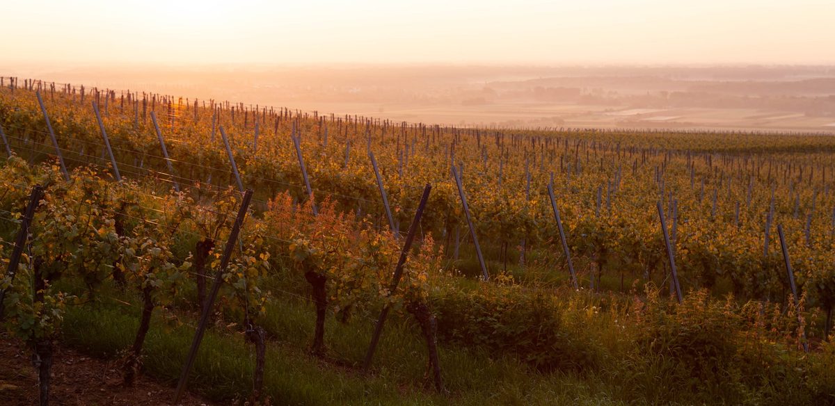 Golden sunset light over expansive French vineyard rows
