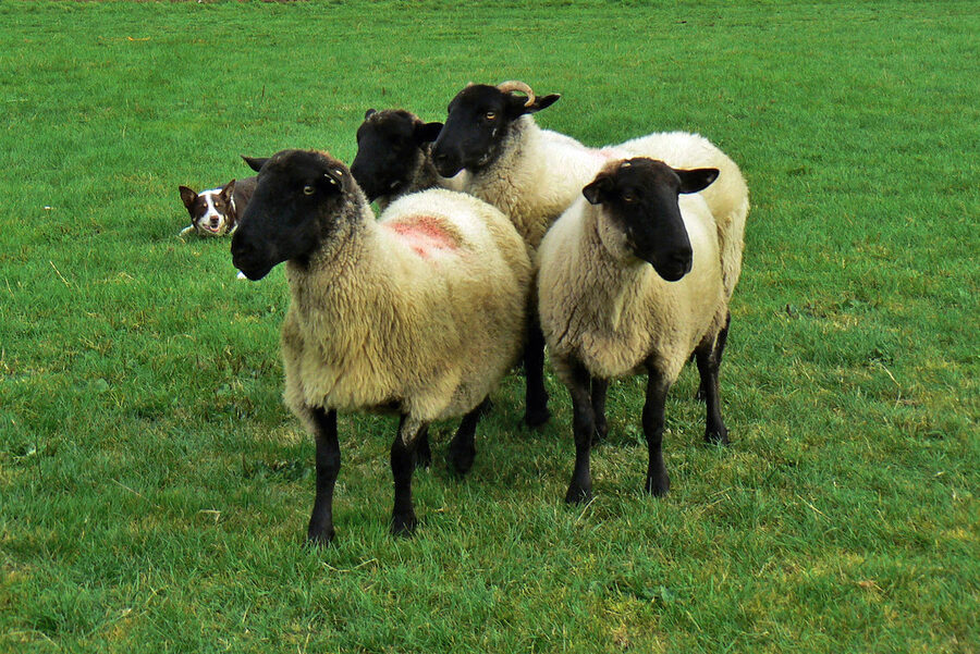 Border collie herding sheep Ireland
