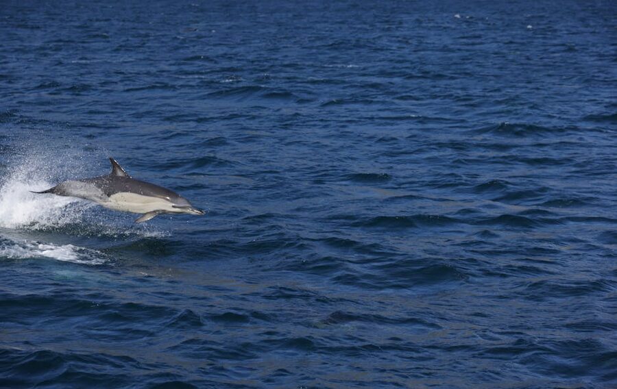 Dolphin jumping above blue waves