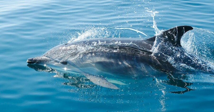 Dolphin skimming through clear blue ocean