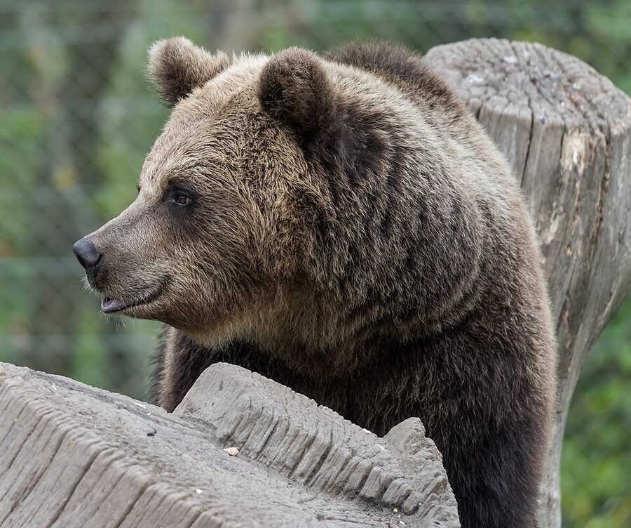 Brown bear up close at Skansen Stockholm summer