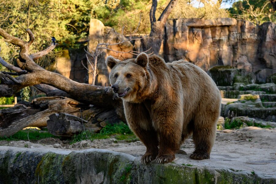European brown bear in a naturalistic zoo habitat with trees and rocks