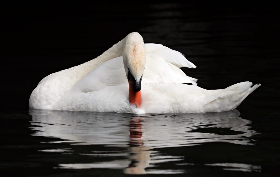 Swan reflected in the Minnewater in Bruges