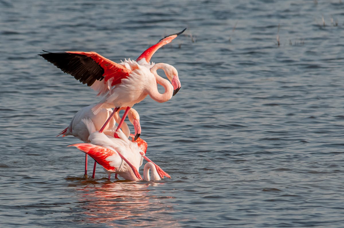 Group of flamingos in natural waters at Camargue France