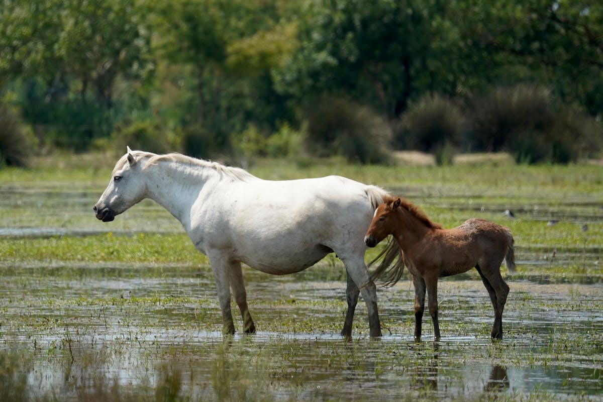 White Camargue horse and foal standing in serene wetlands surrounded by greenery