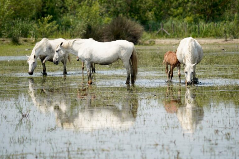 White Camargue horses and foal grazing in marshland wetlands