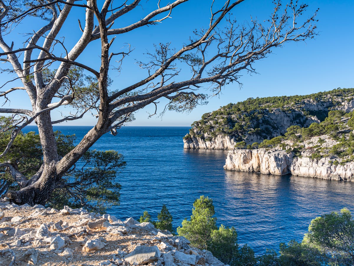 Pine tree and limestone cliffs in Cassis Provence