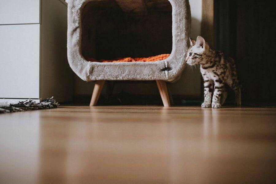 Bengal kitten in modern apartment - similar to Maya and Simba