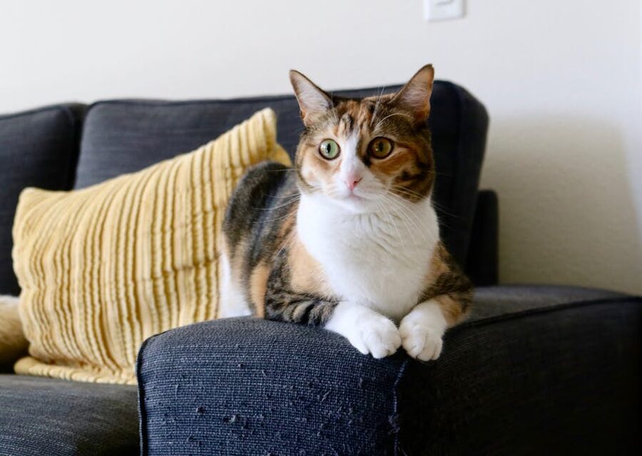 Calico cat relaxing on a sofa at Cat Museum Budapest