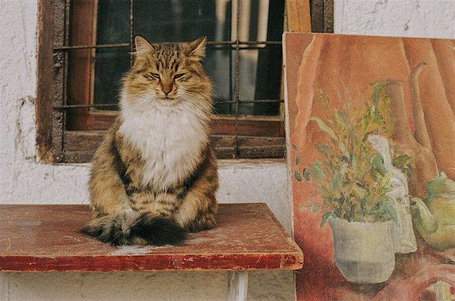 Tabby cat sitting next to a rustic painting at Cat Museum Budapest
