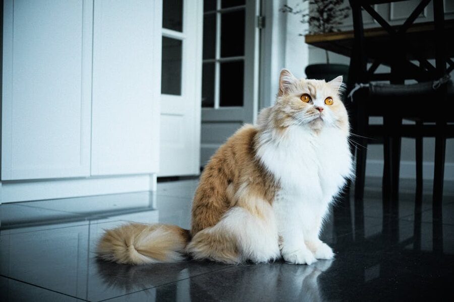 Fluffy ginger and white cat in modern interior