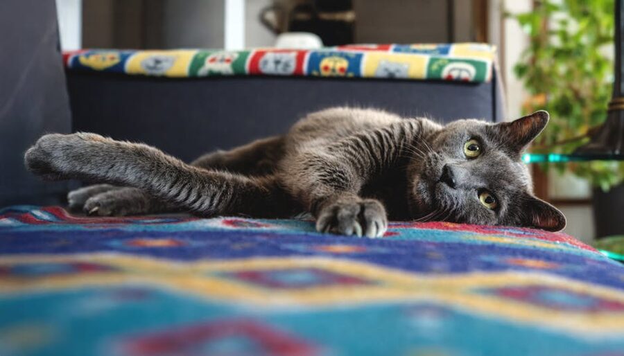 Gray cat lounging on patterned blanket at Cat Museum Budapest