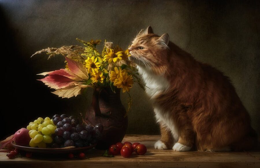 Red tabby cat with autumn flowers at Cat Museum Budapest