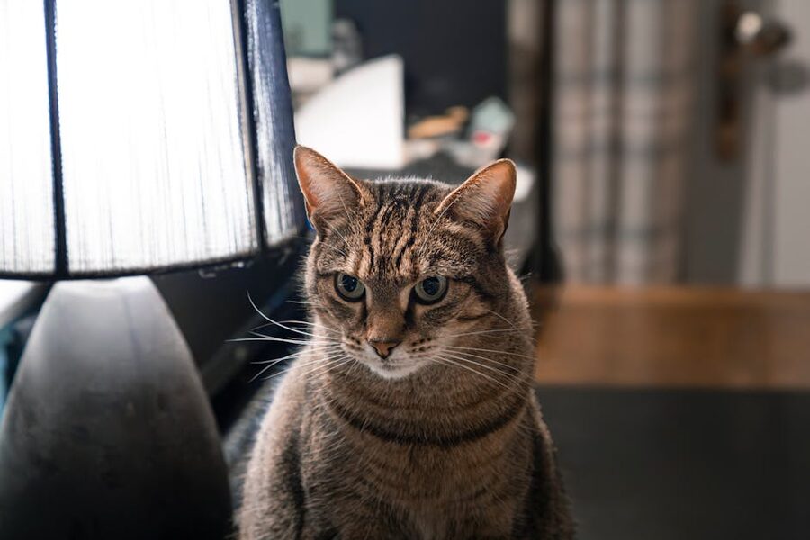 Tabby cat sitting alertly by a lamp in cosy indoor setting