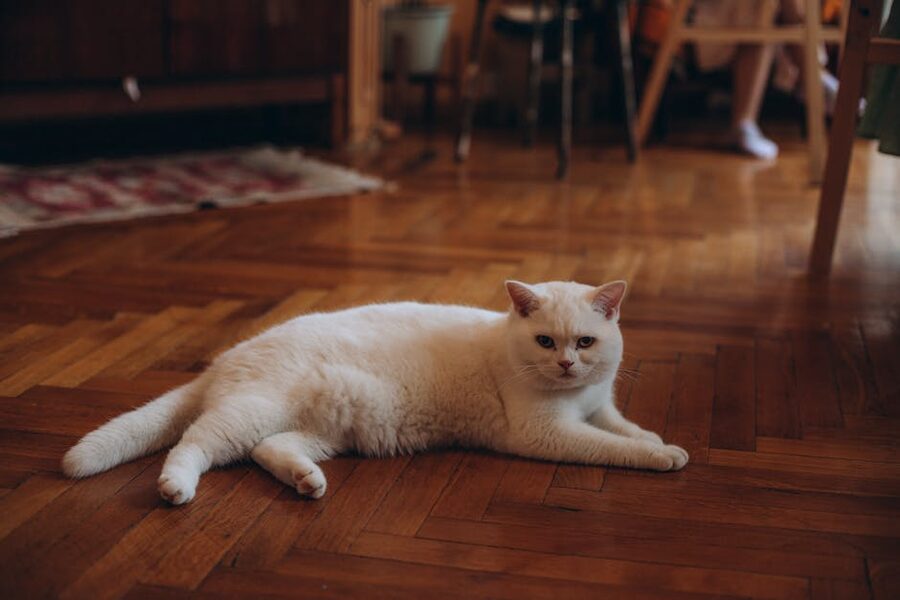Relaxed white cat lying on wooden floor at Cat Museum Budapest