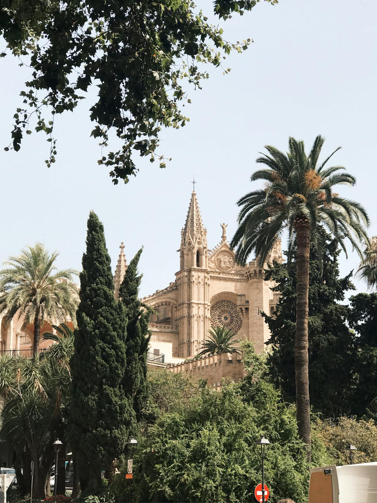 Palma Cathedral La Seu framed by lush Mediterranean palm trees and greenery in Mallorca