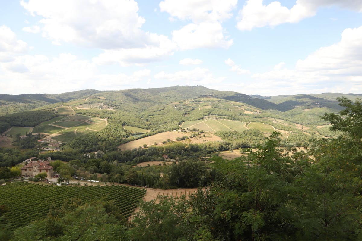 Neat rows of Chianti grapevines stretching across green Tuscan hills under a partly cloudy sky