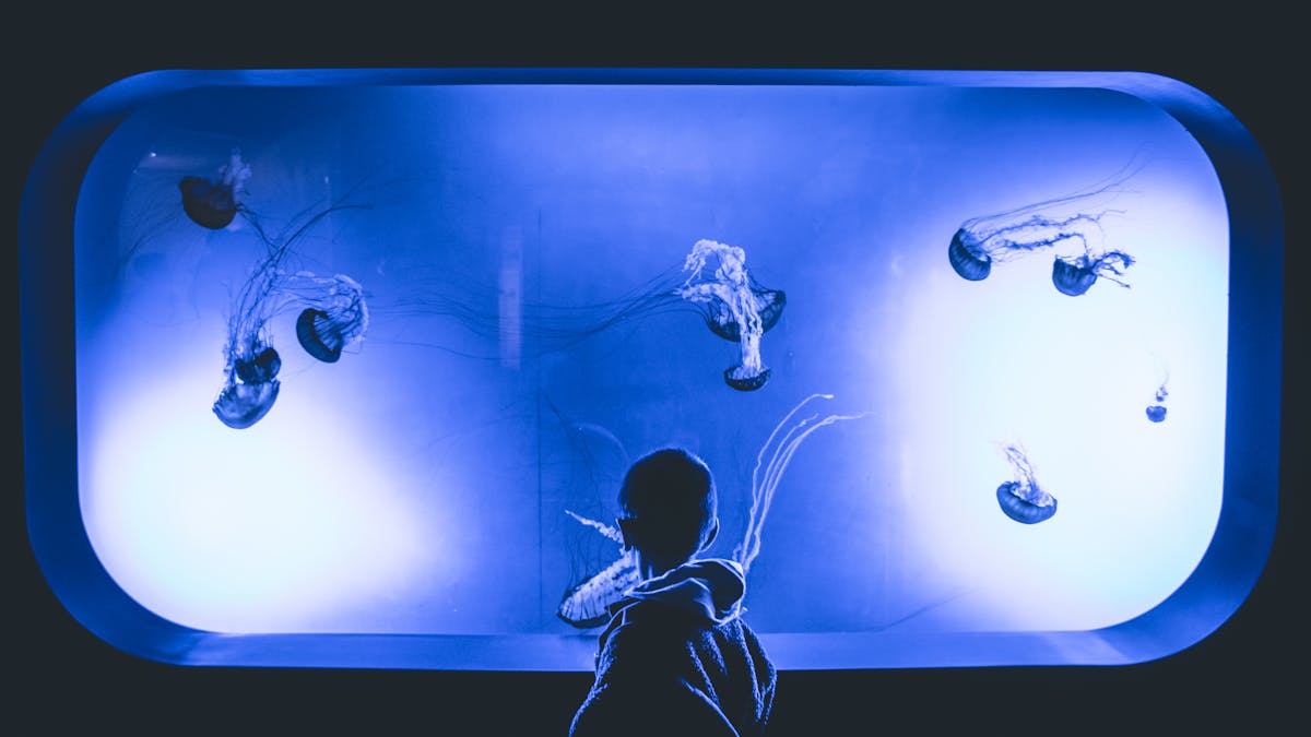 A young child captivated by glowing jellyfish in a dimly lit aquarium exhibit
