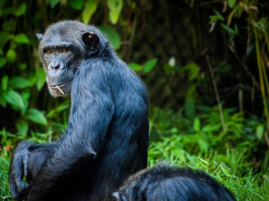 Chimpanzee sitting naturally in a zoo enclosure surrounded by vegetation