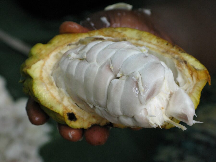 Cocoa pod growing on tropical plant