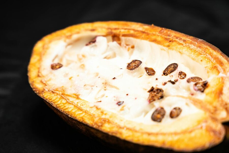 Open cacao pod showing seeds and pulp